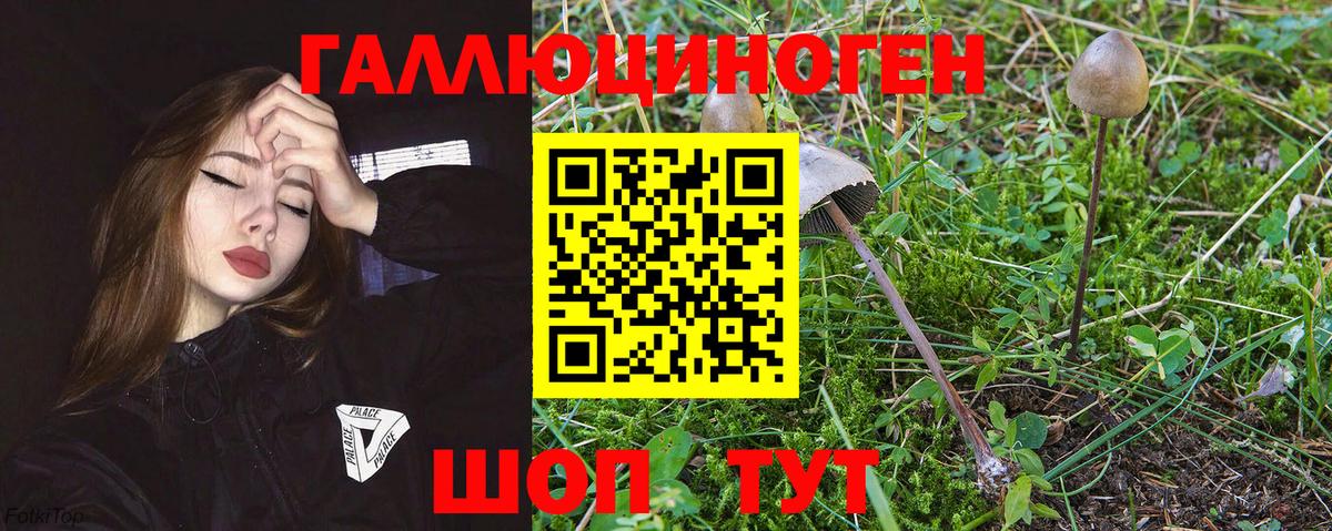 Галлюциногенные грибы Psilocybe Нерюнгри
